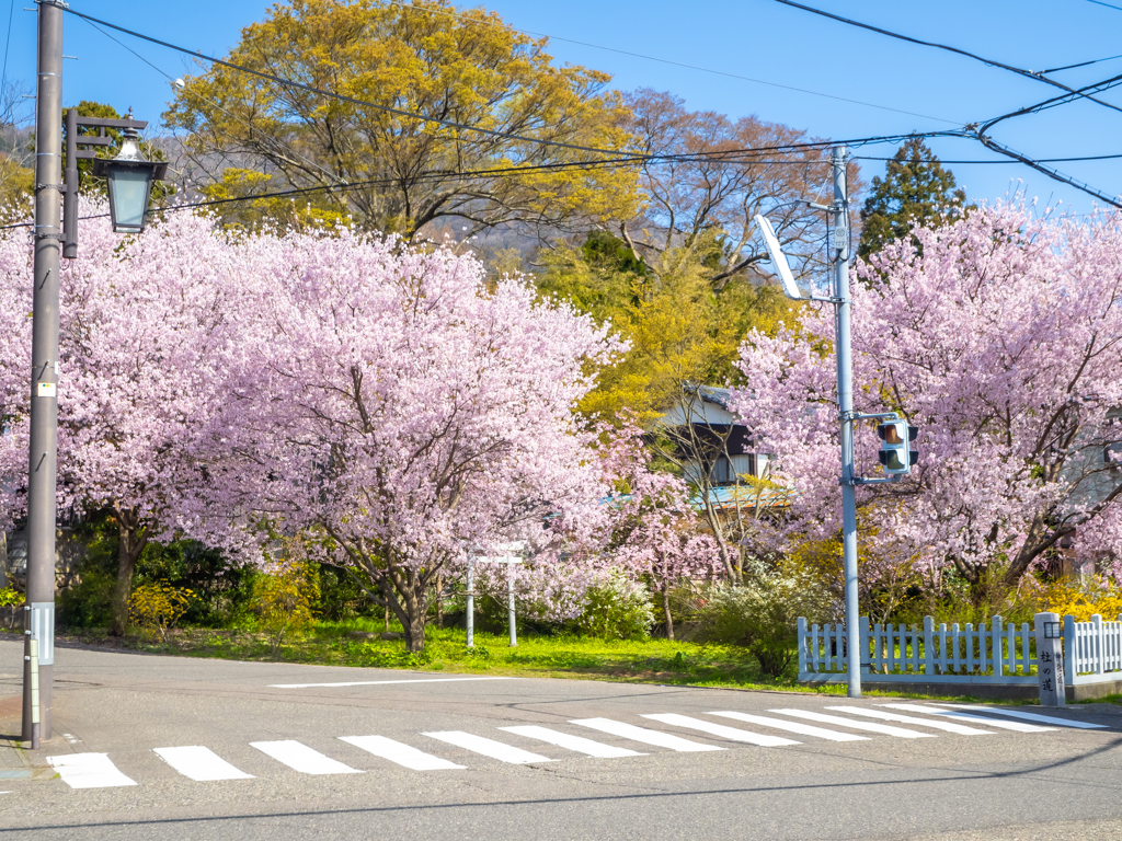 桜と小さな鳥居