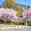 桜と小さな鳥居