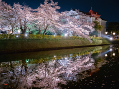 夜桜リフレクション