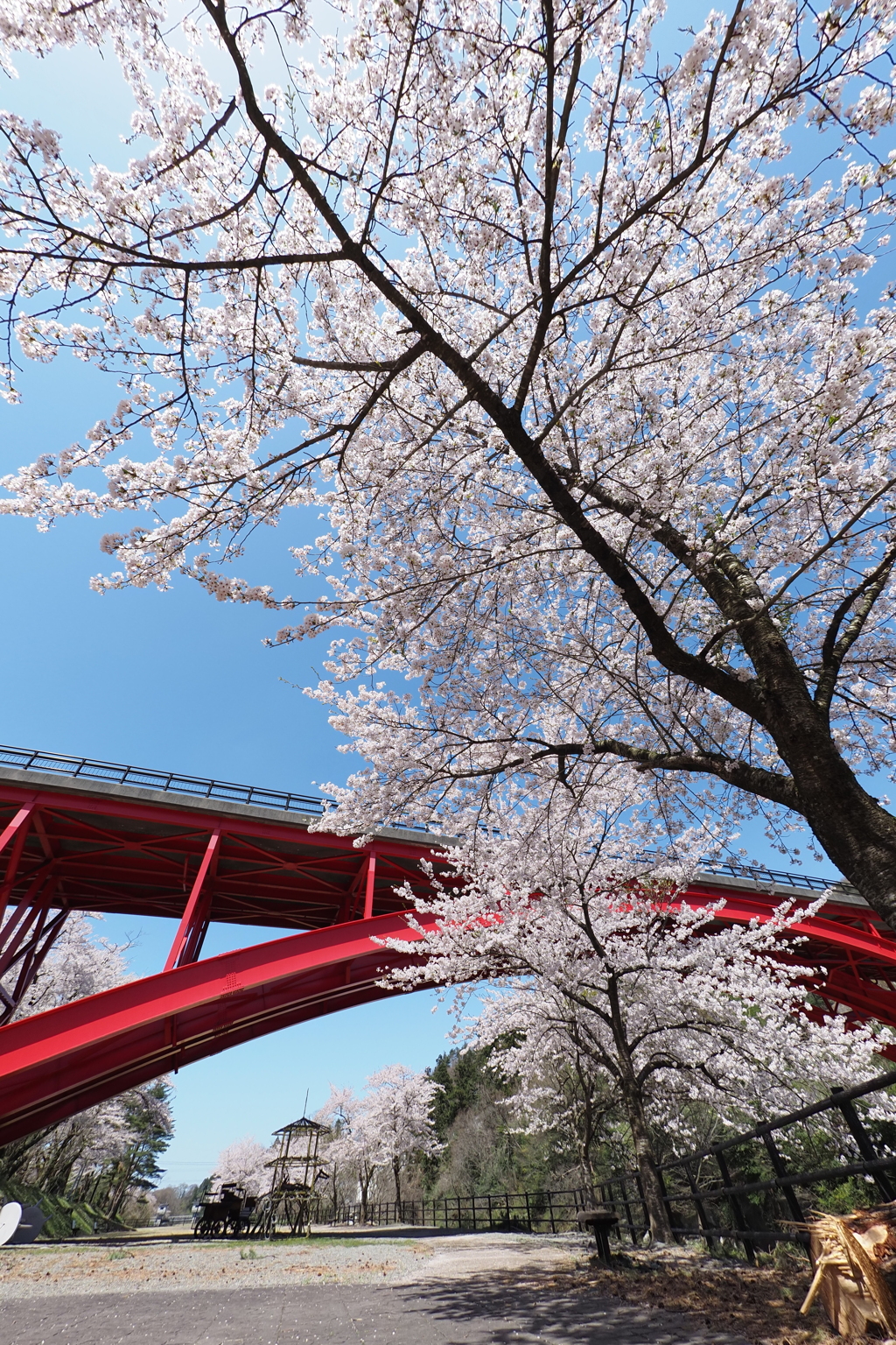 樽ヶ橋と桜