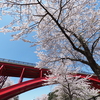 樽ヶ橋と桜