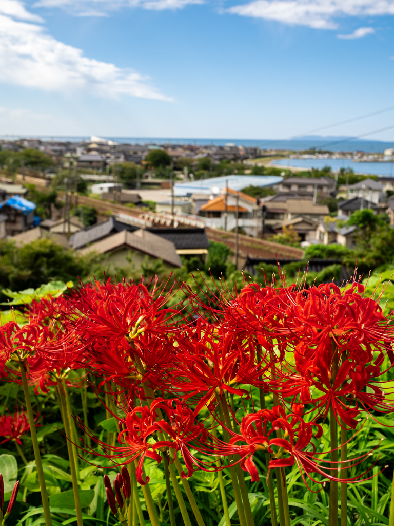 彼岸花と港町