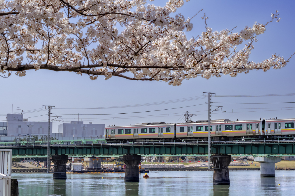 電車と桜