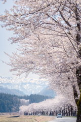 夏井の千本桜