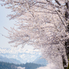 夏井の千本桜