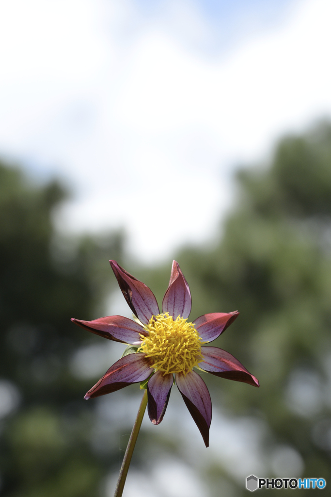 神代植物園の花　2/5