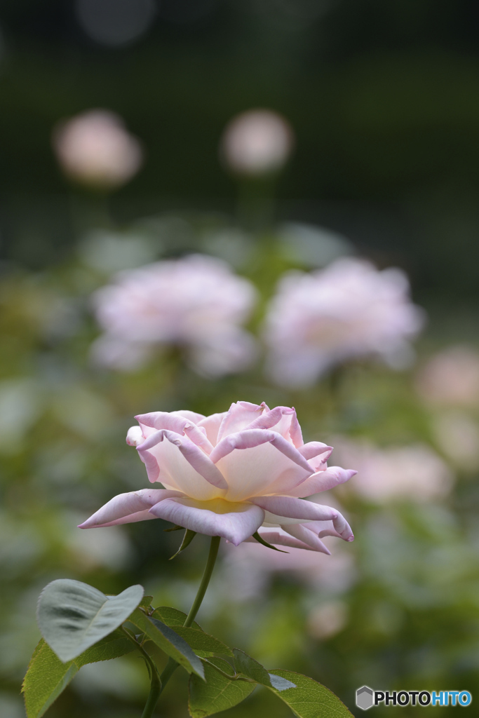 神代植物園の花　1/5