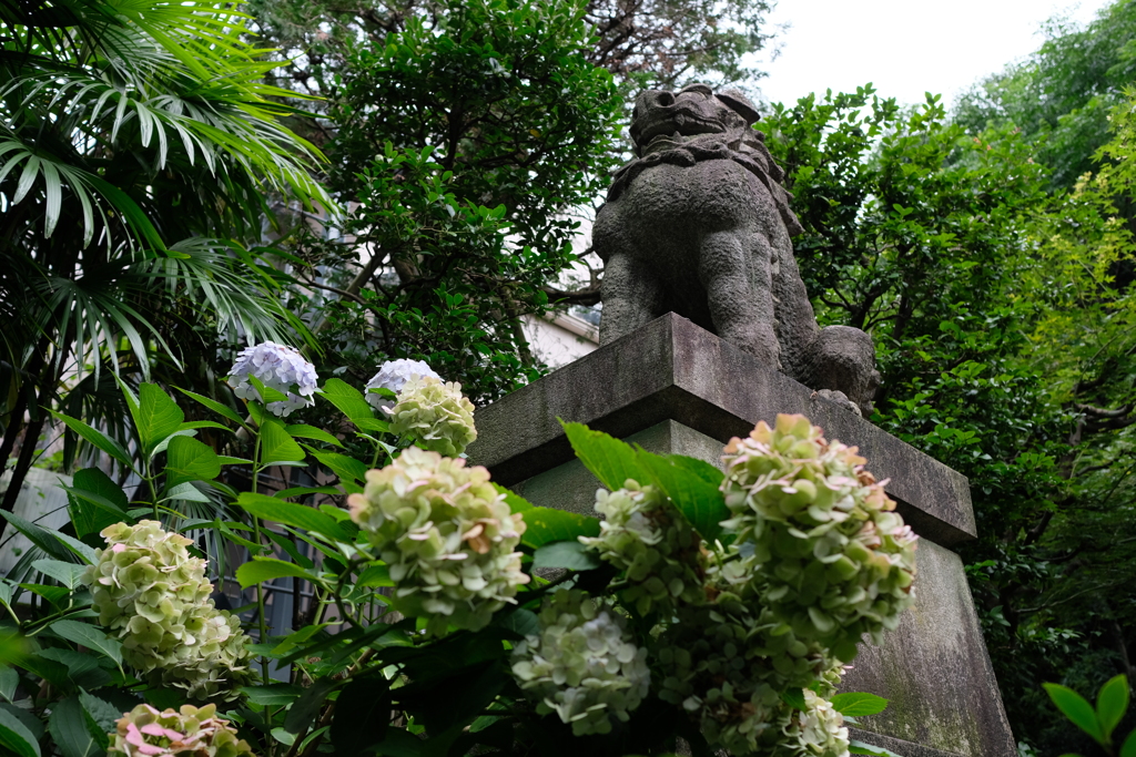 紫陽花と狛犬