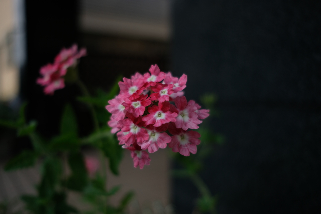 はな16