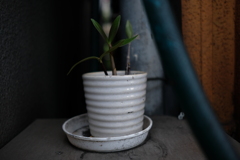 はち