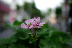 はな4