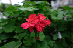 はな5