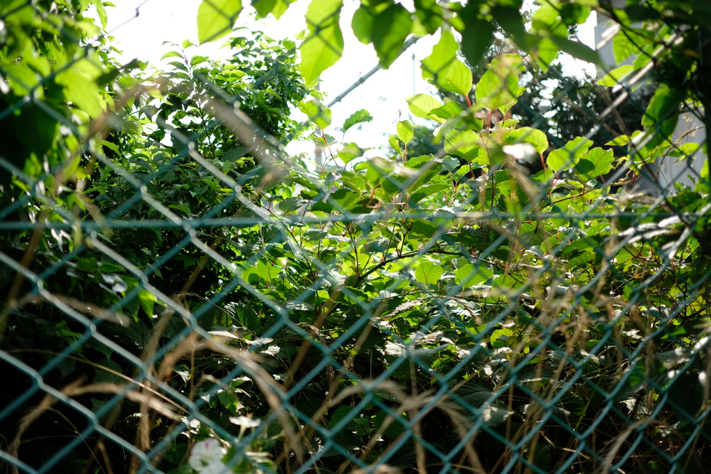 なつのにおい