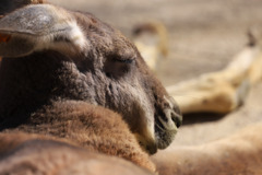 お昼寝カンガルー