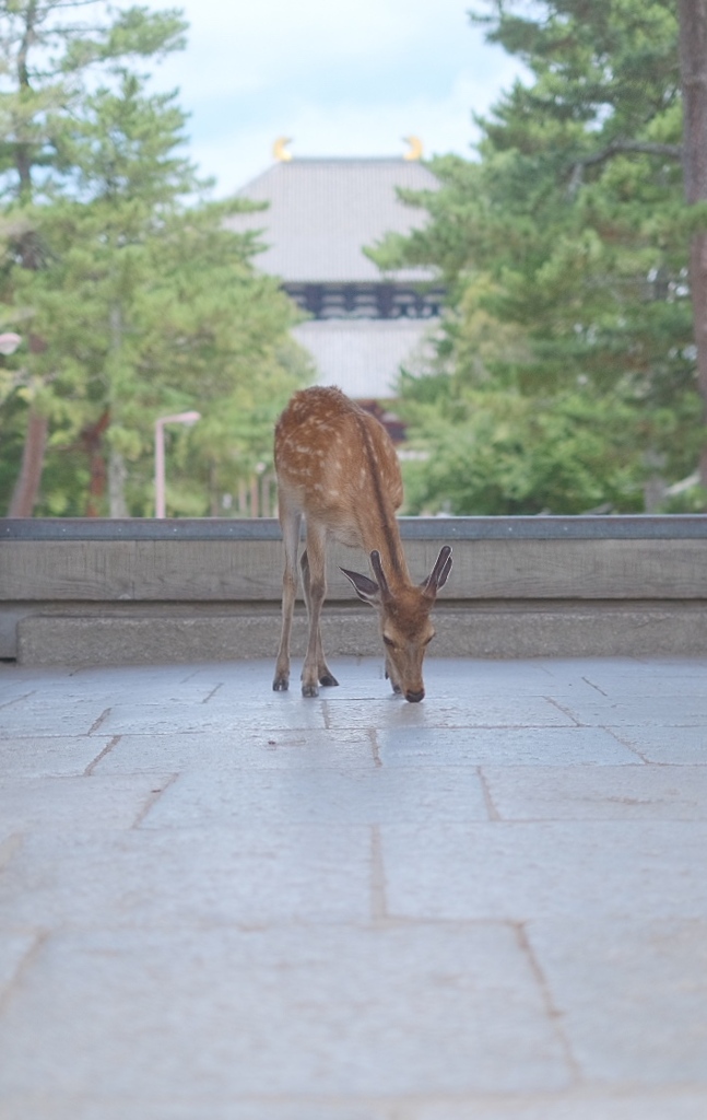 撮ってみたかった③