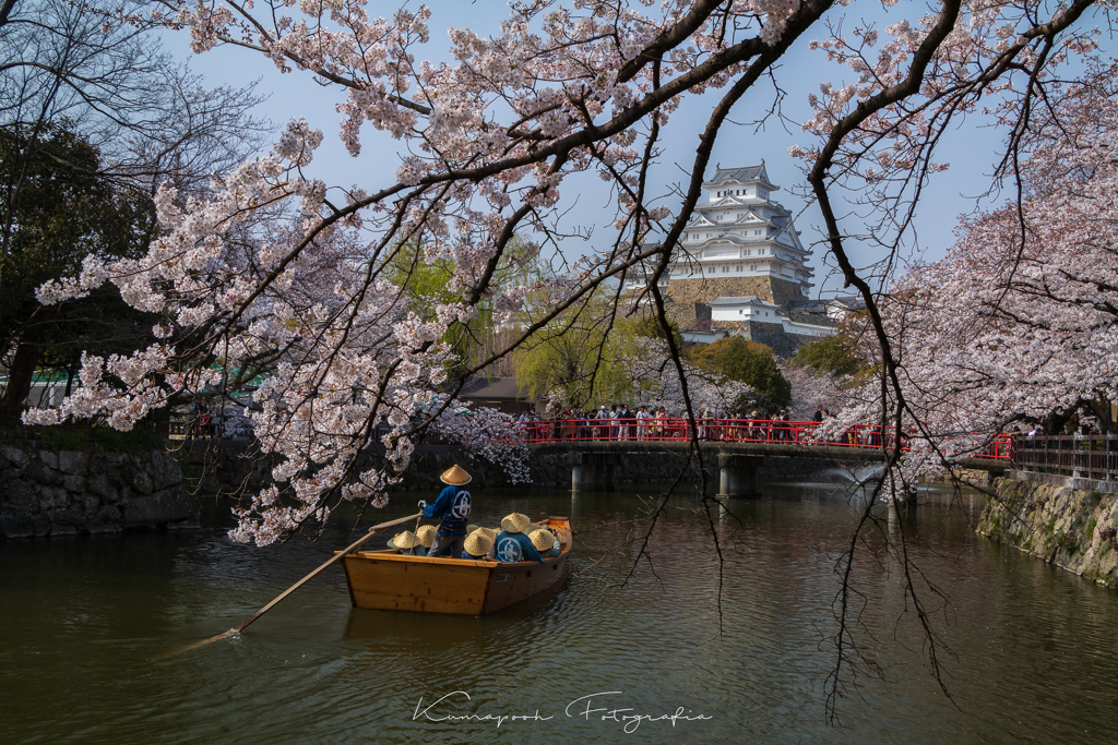 姫路城お堀の桜