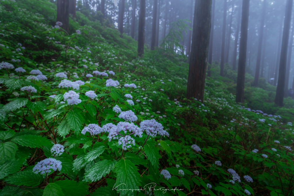 小紫陽花の森