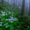 小紫陽花の森