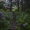 本光寺 #2