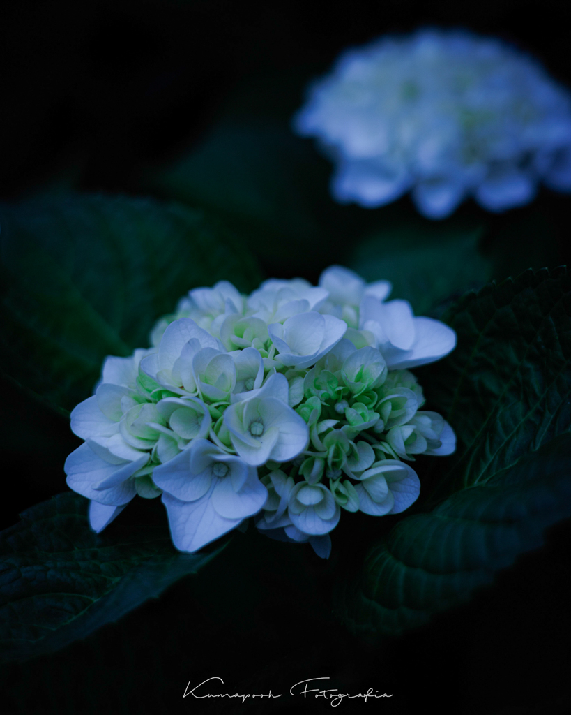Hydrangea