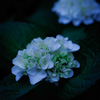 Hydrangea