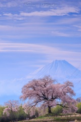 わに塚の一本桜