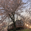 嵐電 桜トンネル