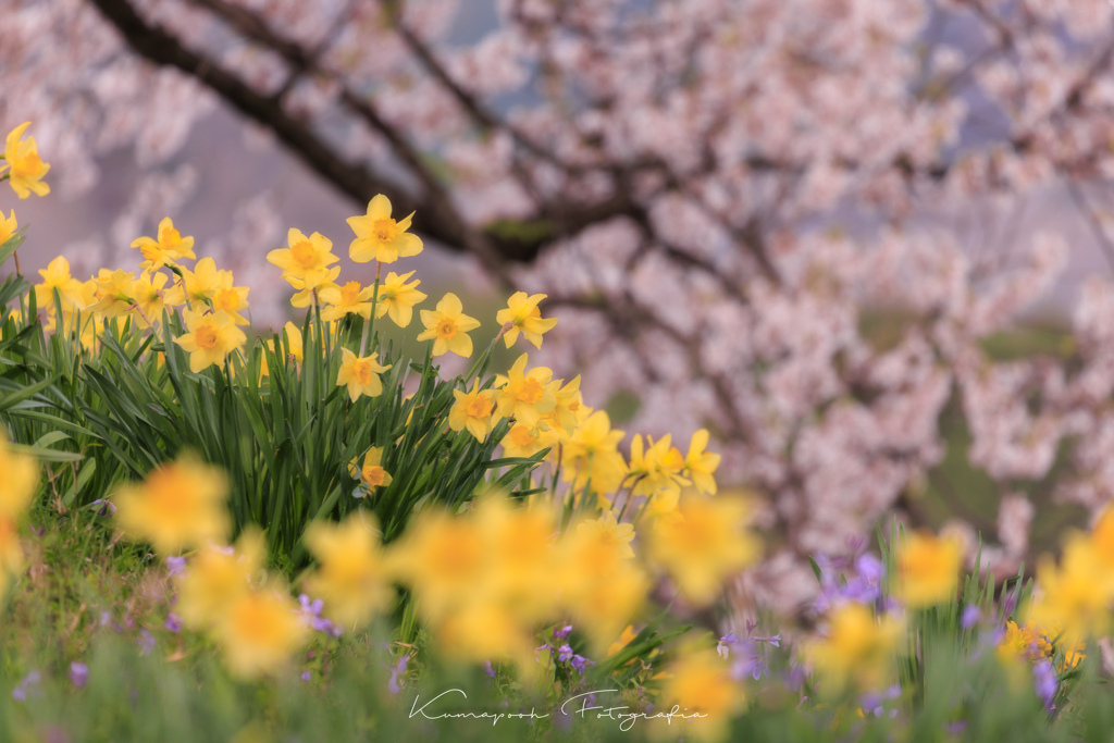 わに塚の桜