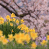 わに塚の桜