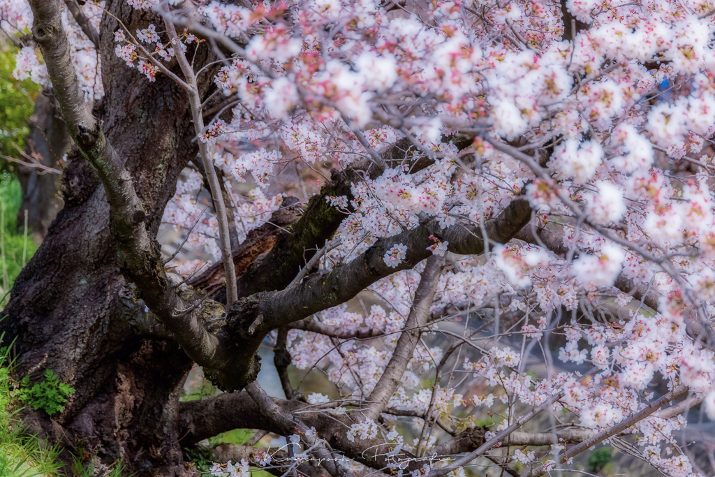 山崎川の桜並木