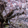 山崎川の桜並木