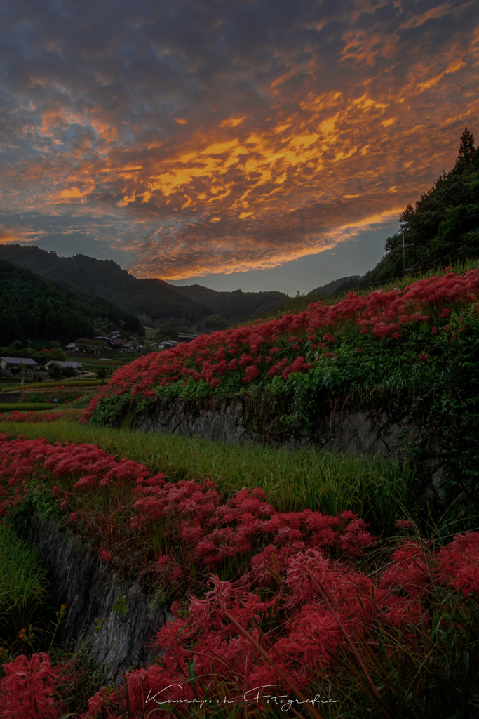 明日香村の棚田