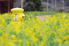 伊良湖菜の花ガーデン