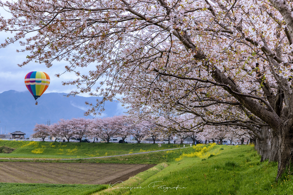 長良の桜並木