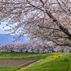 長良の桜並木