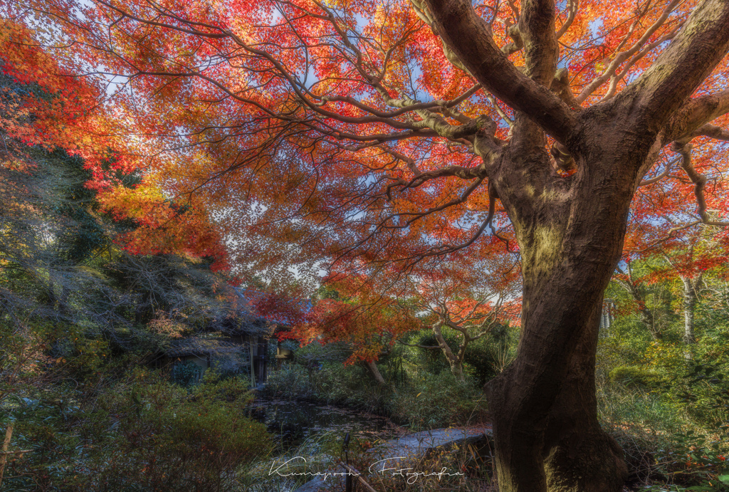 不退寺