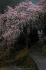 貝原の枝垂れ桜