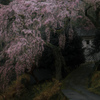 貝原の枝垂れ桜