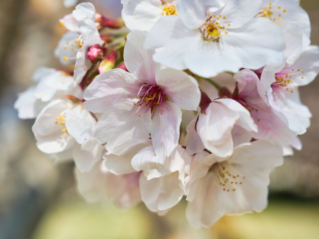 桜