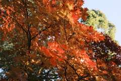 綺麗な紅葉