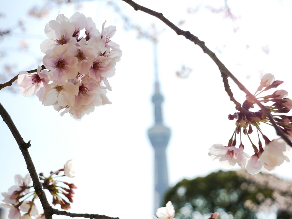 桜とスカイツリー