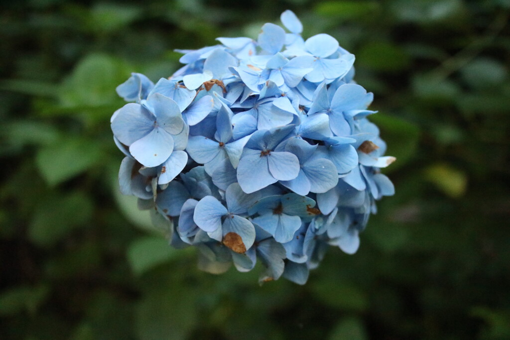 暗めの紫陽花