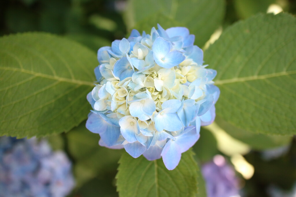 明るめの紫陽花