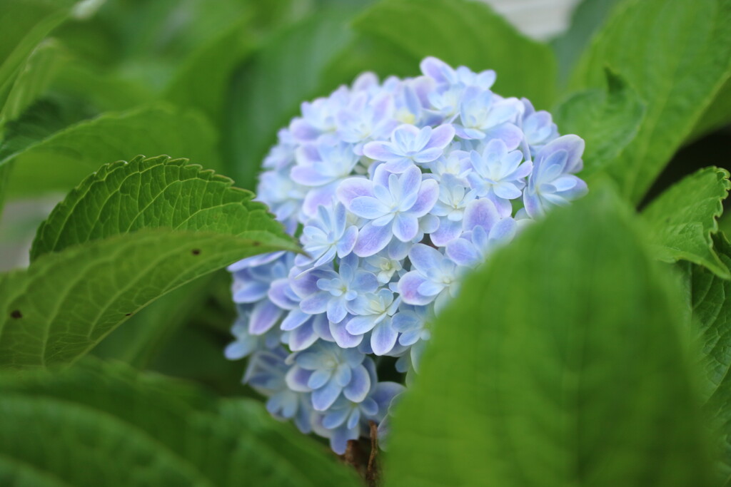 あじさい　万華鏡
