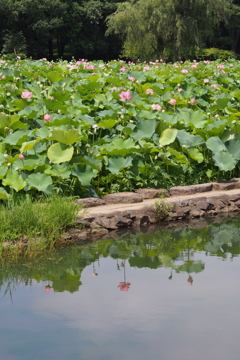 古河公方公園