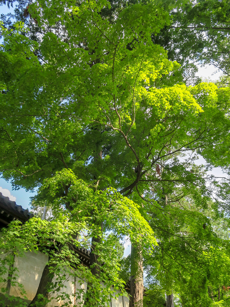 京都　東光寺
