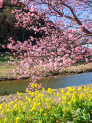 南伊豆町　河津桜