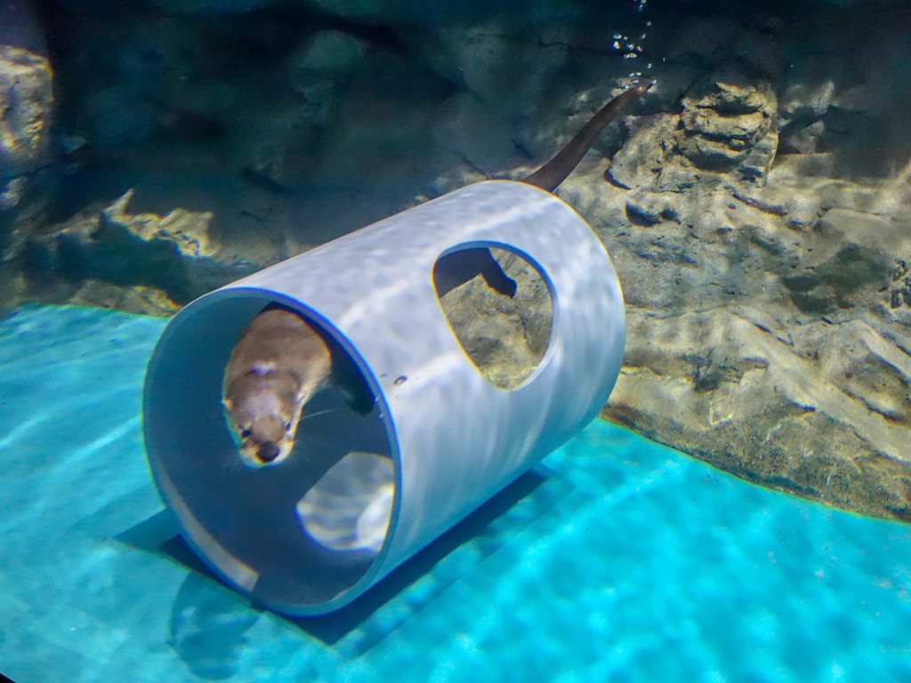大洗水族館