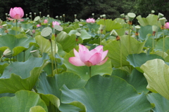 古河公方公園