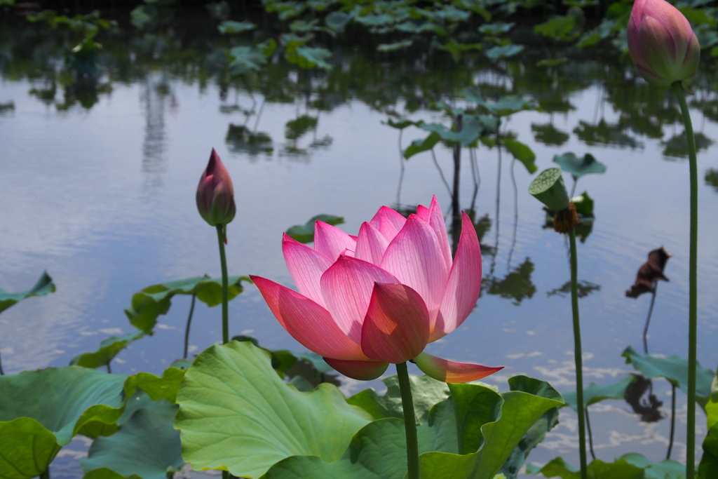 春日部　内牧黒沼公園